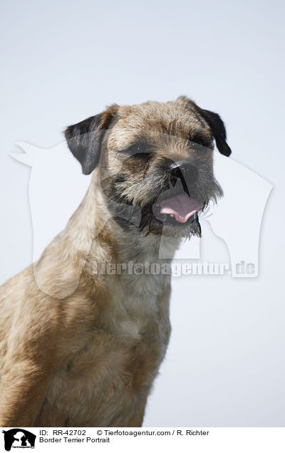 Border Terrier Portrait / Border Terrier Portrait / RR-42702