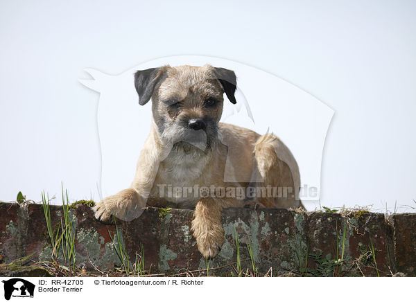 Border Terrier / Border Terrier / RR-42705