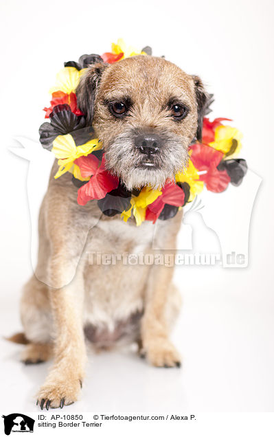 sitzender Border Terrier / sitting Border Terrier / AP-10850