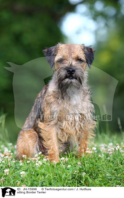 sitzender Border Terrier / sitting Border Terrier / JH-15998