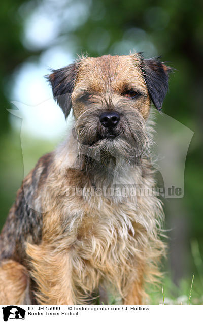 Border Terrier Portrait / Border Terrier Portrait / JH-15999