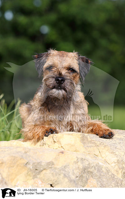 liegender Border Terrier / lying Border Terrier / JH-16005