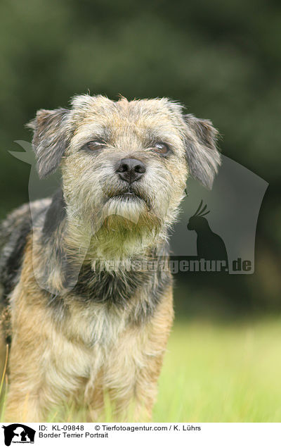 Border Terrier Portrait / Border Terrier Portrait / KL-09848