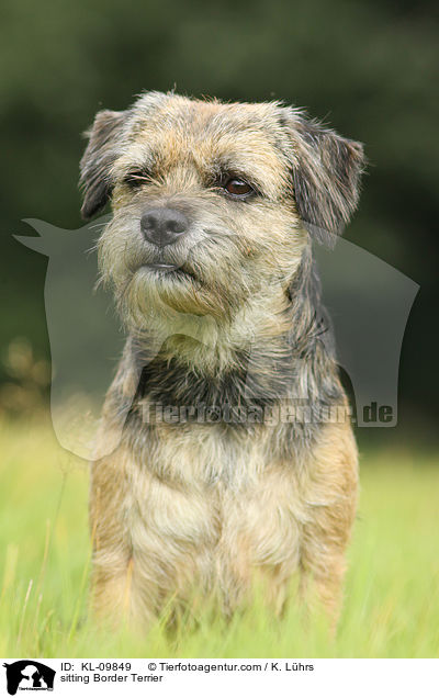 sitzender Border Terrier / sitting Border Terrier / KL-09849