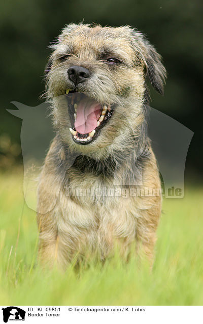 Border Terrier / Border Terrier / KL-09851