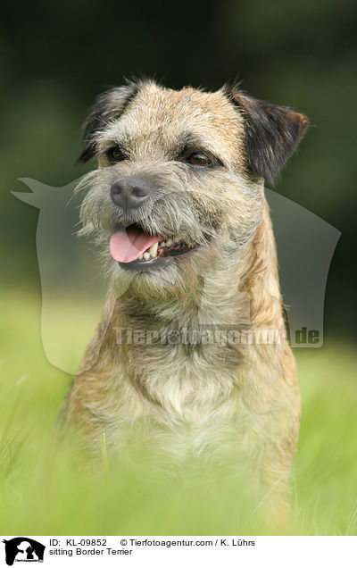 sitzender Border Terrier / sitting Border Terrier / KL-09852