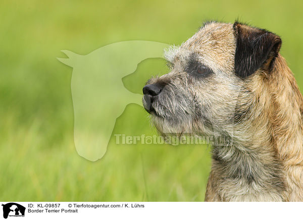 Border Terrier Portrait / Border Terrier Portrait / KL-09857