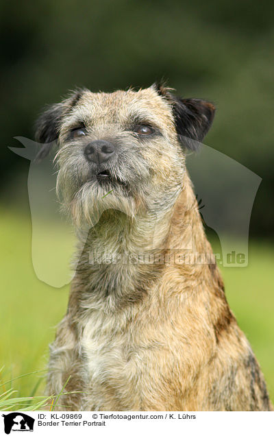 Border Terrier Portrait / Border Terrier Portrait / KL-09869