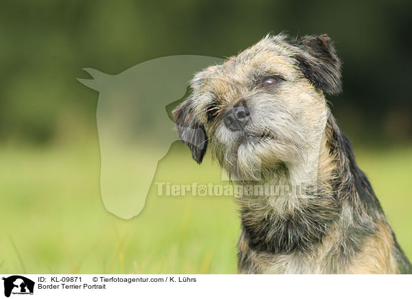 Border Terrier Portrait / Border Terrier Portrait / KL-09871