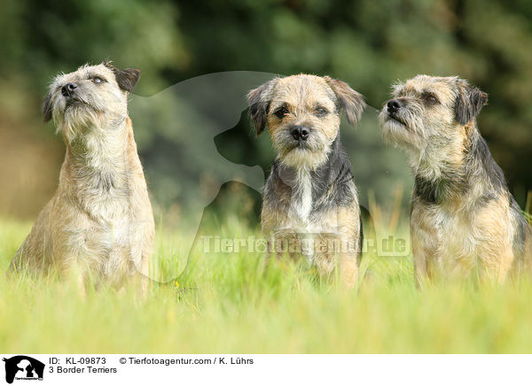 3 Border Terrier / 3 Border Terriers / KL-09873