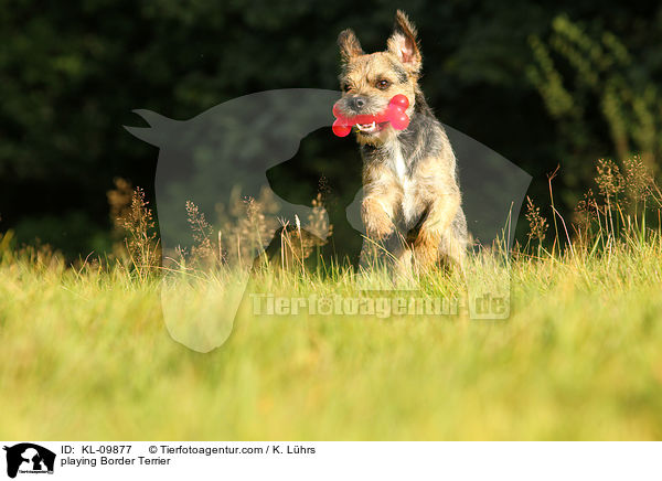 spielender Border Terrier / playing Border Terrier / KL-09877