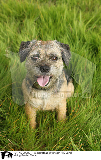 sitting Border Terrier / KL-09880