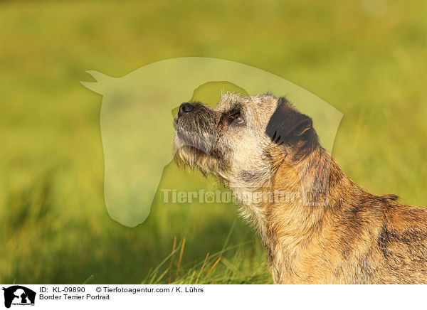 Border Terrier Portrait / Border Terrier Portrait / KL-09890