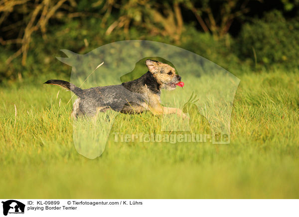 spielender Border Terrier / playing Border Terrier / KL-09899