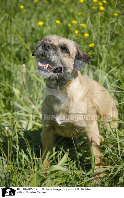 sitzender Border Terrier / sitting Border Terrier / RR-92737