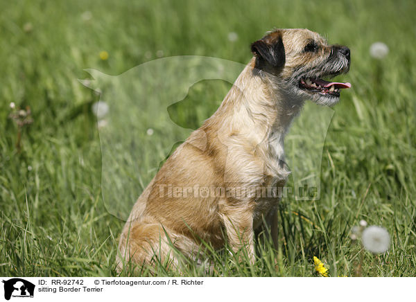 sitzender Border Terrier / sitting Border Terrier / RR-92742