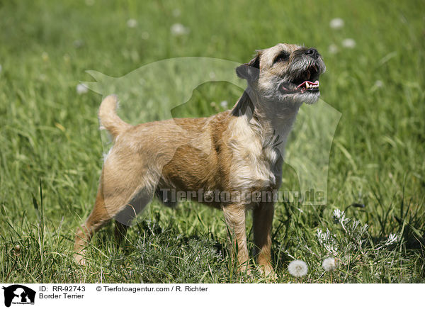 Border Terrier / Border Terrier / RR-92743