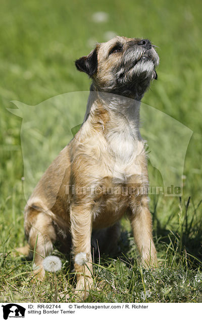 sitzender Border Terrier / sitting Border Terrier / RR-92744