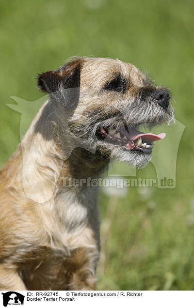 Border Terrier Portrait / Border Terrier Portrait / RR-92745