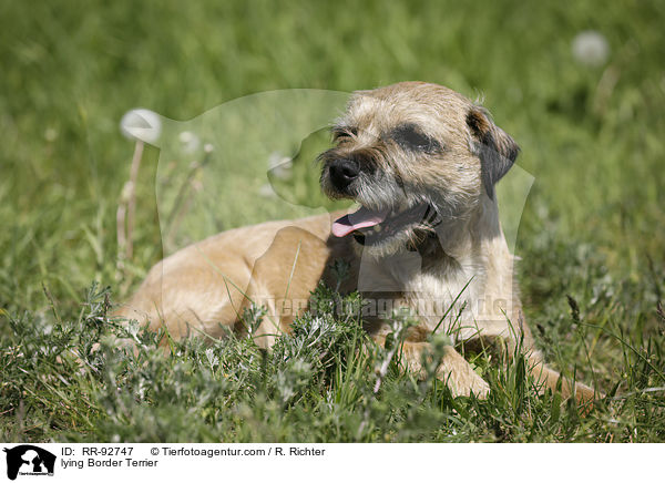 liegender Border Terrier / lying Border Terrier / RR-92747