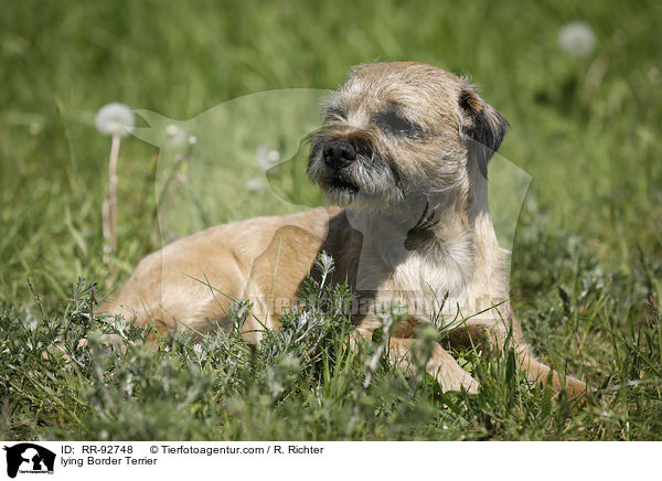liegender Border Terrier / lying Border Terrier / RR-92748