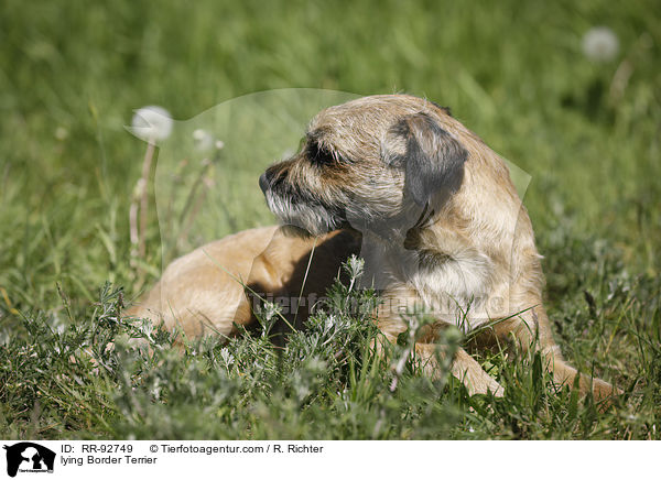 liegender Border Terrier / lying Border Terrier / RR-92749