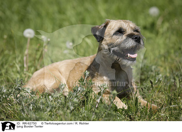 liegender Border Terrier / lying Border Terrier / RR-92750