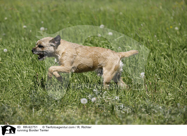 rennender Border Terrier / running Border Terrier / RR-92751