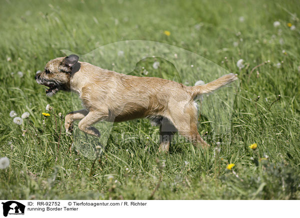 rennender Border Terrier / running Border Terrier / RR-92752