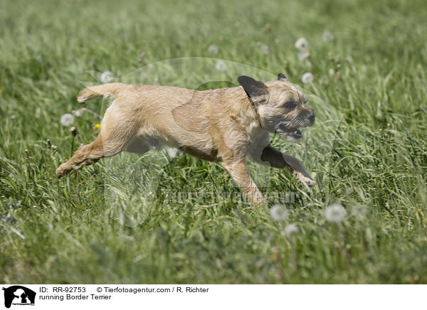 rennender Border Terrier / running Border Terrier / RR-92753