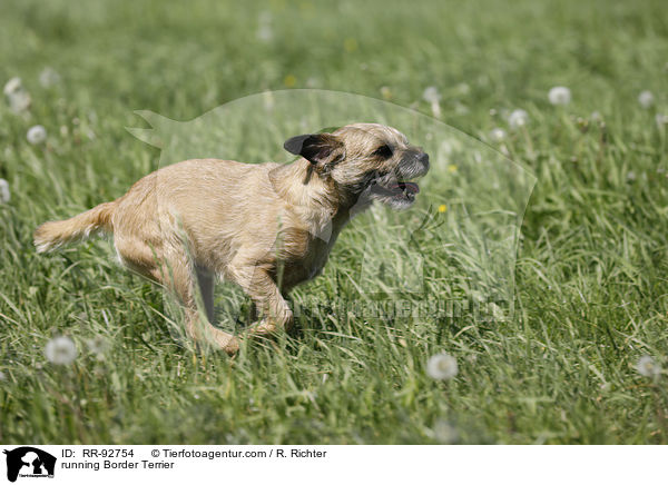 rennender Border Terrier / running Border Terrier / RR-92754
