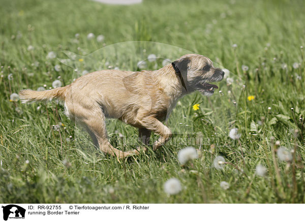 rennender Border Terrier / running Border Terrier / RR-92755