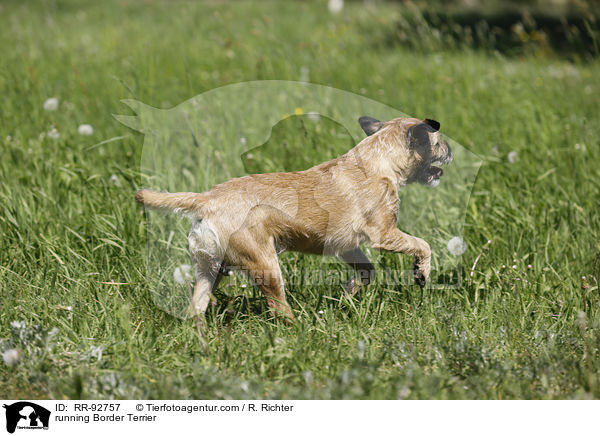 rennender Border Terrier / running Border Terrier / RR-92757
