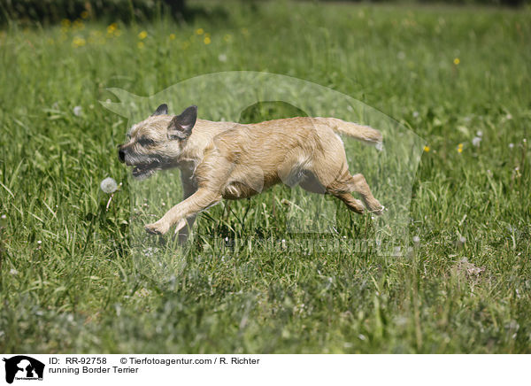 rennender Border Terrier / running Border Terrier / RR-92758
