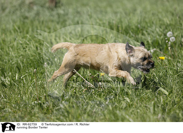 rennender Border Terrier / running Border Terrier / RR-92759