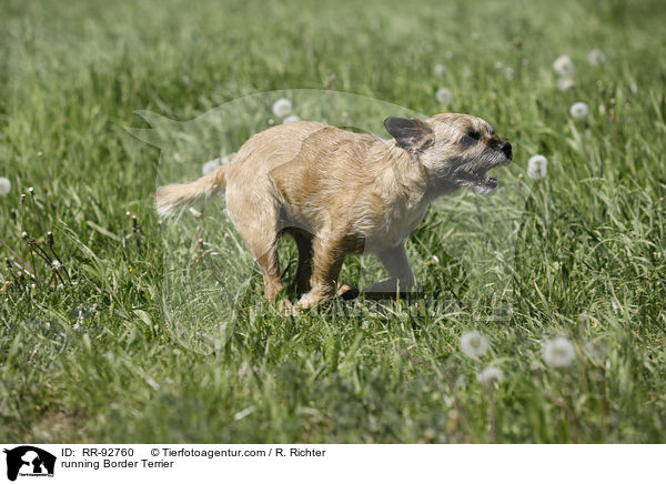 rennender Border Terrier / running Border Terrier / RR-92760
