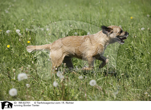 rennender Border Terrier / running Border Terrier / RR-92761