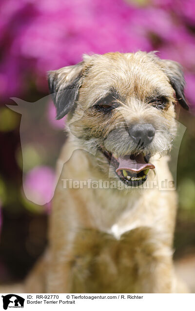 Border Terrier Portrait / Border Terrier Portrait / RR-92770