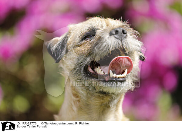 Border Terrier Portrait / Border Terrier Portrait / RR-92773