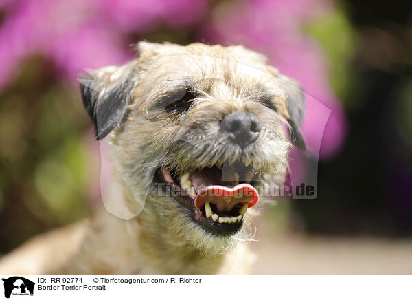 Border Terrier Portrait / Border Terrier Portrait / RR-92774
