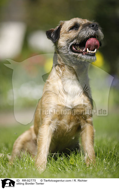 sitzender Border Terrier / sitting Border Terrier / RR-92775