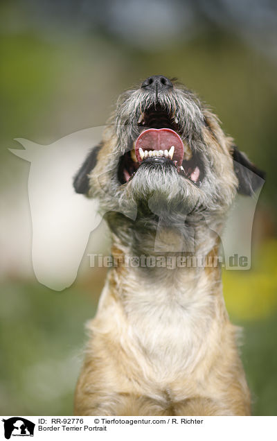 Border Terrier Portrait / Border Terrier Portrait / RR-92776