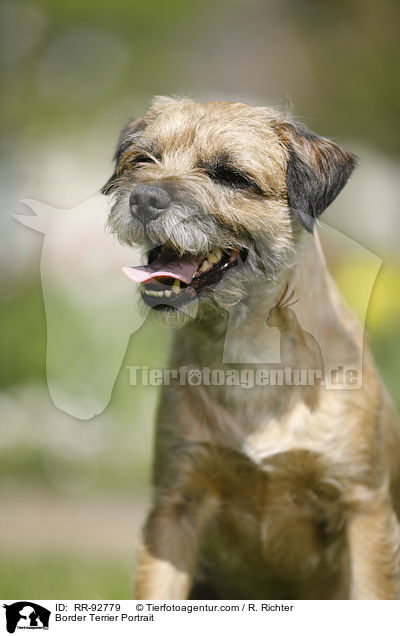Border Terrier Portrait / Border Terrier Portrait / RR-92779