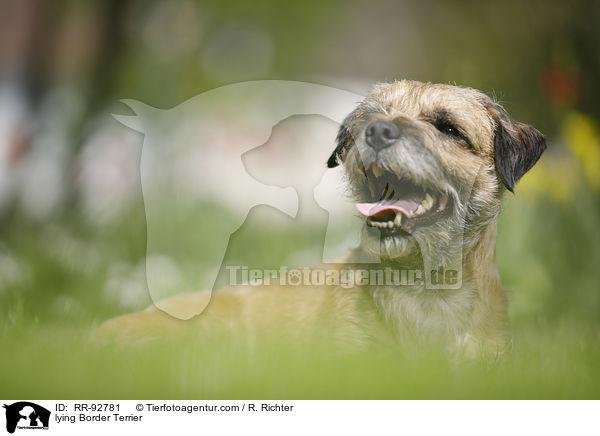 liegender Border Terrier / lying Border Terrier / RR-92781