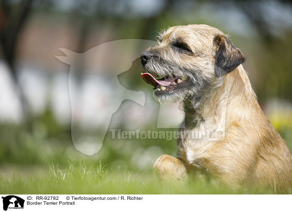 Border Terrier Portrait / Border Terrier Portrait / RR-92782