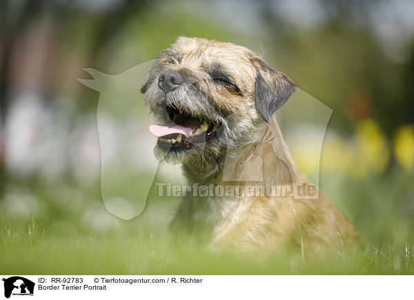 Border Terrier Portrait / Border Terrier Portrait / RR-92783