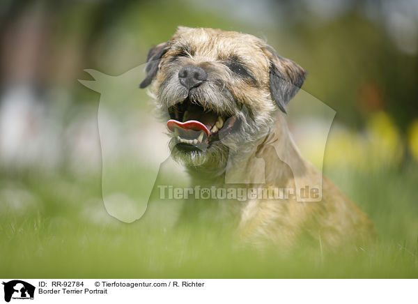 Border Terrier Portrait / Border Terrier Portrait / RR-92784