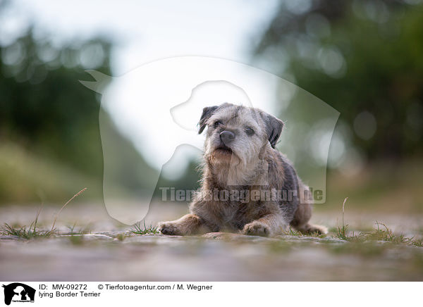 liegender Border Terrier / lying Border Terrier / MW-09272