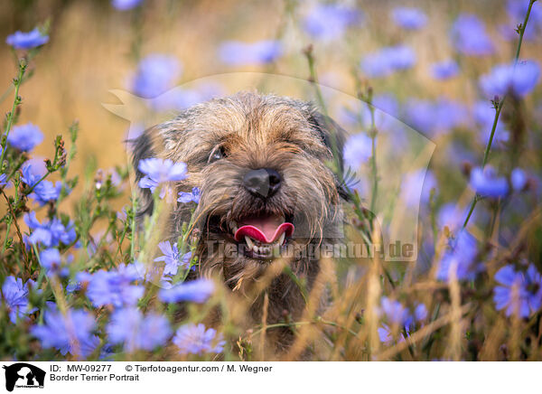 Border Terrier Portrait / Border Terrier Portrait / MW-09277