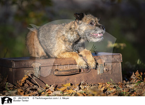 Border Terrier / Border Terrier / JM-05979